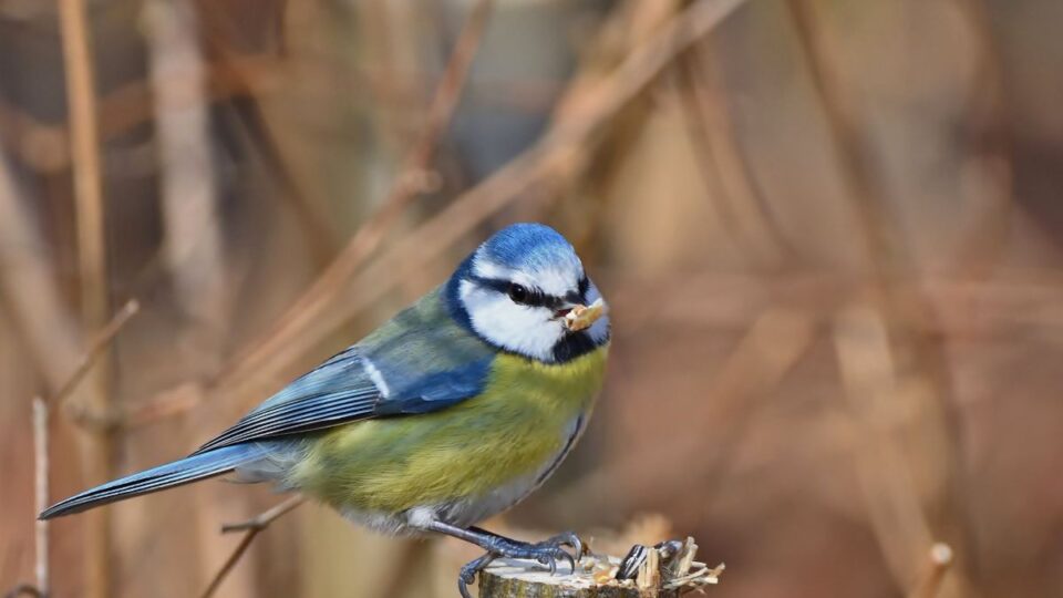 Bingo! spendet 10.000 Vogel-Futterstationen in Niedersachsen