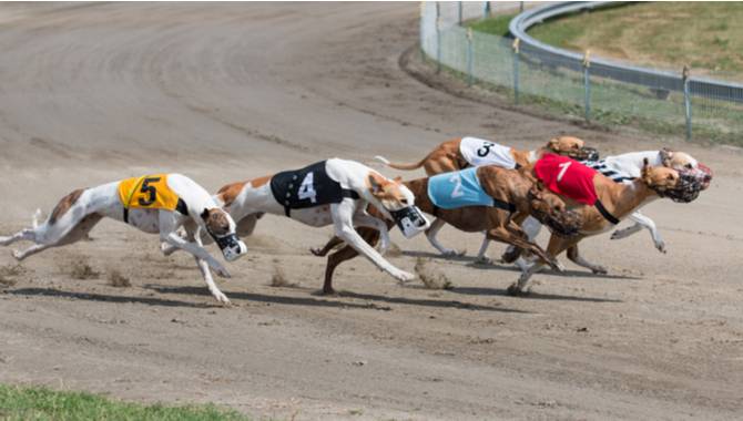 SIS to supply bet365 with greyhound racing content