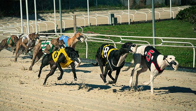 Churchill Downs’ use of dog racing questioned by new animal rights campaign