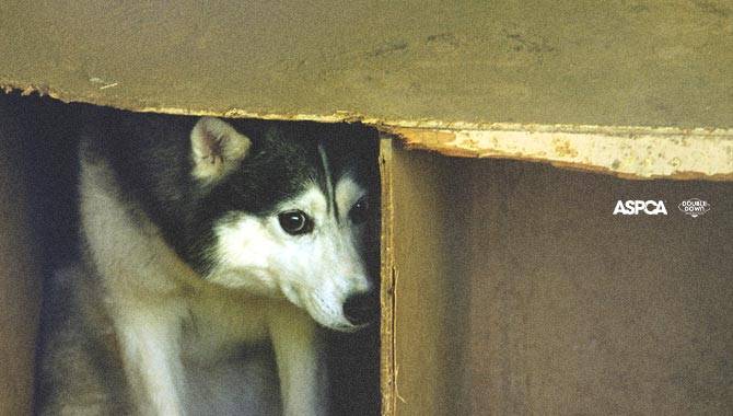 DoubleDown Interactive announces $10,000 donation to ASPCA