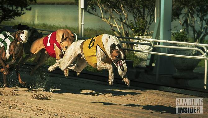 Lord Lipsey appointed Chairman of Entain’s Premier Greyhound Racing