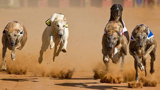 Australian greyhound racing given final reprieve