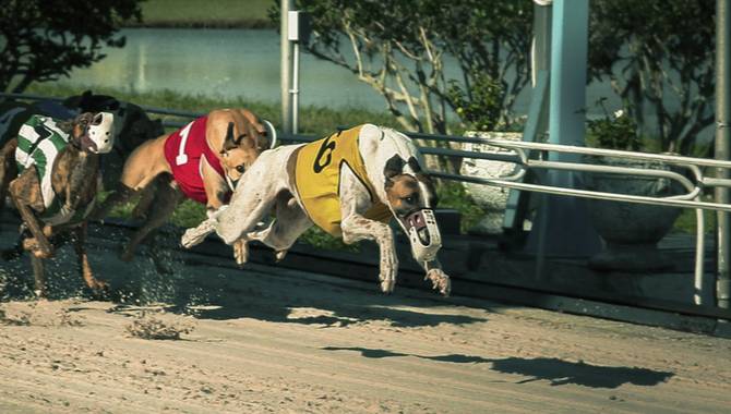 Archive expansion for Racing Post’s Greyhound Bet