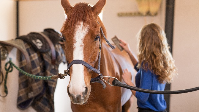 New horse welfare e-learning modules released for British racing employees