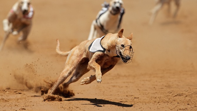 Crayford greyhound track’s final race day to take place 19 January