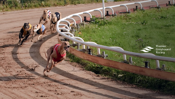 Clarissa Baldwin CBE appointed Premier Greyhound Racing Non-Executive Director