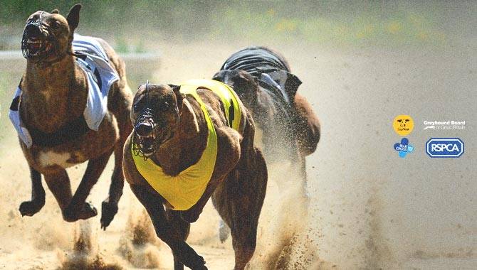 RSPCA, Dogs Trust and Blue Cross call for a ban on greyhound racing