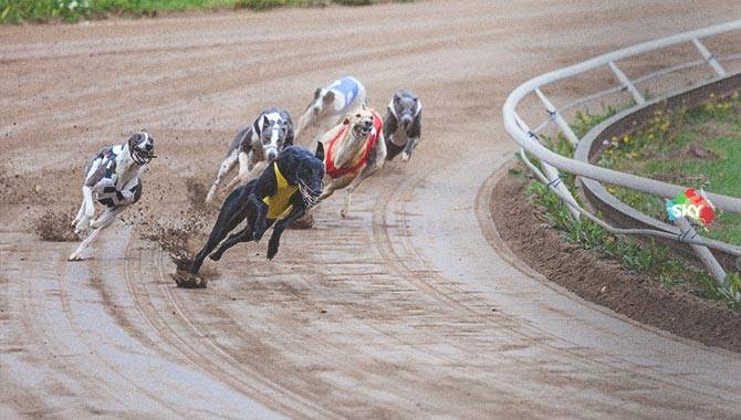 Sky Racing World offers more dogs to bettors
