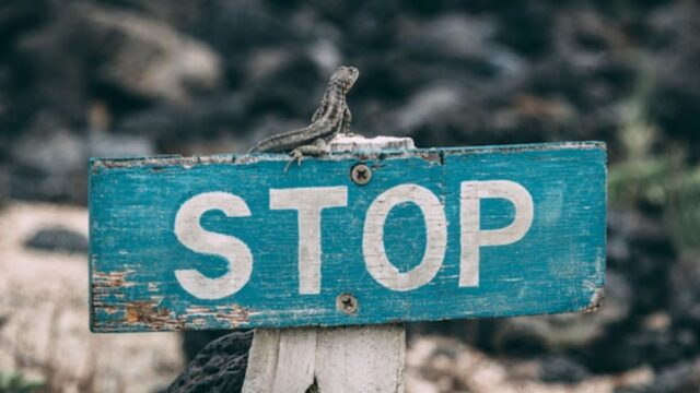 Rough wooden rectangle sign reads stop in white on green/turquoise. A small lizard sits centered on top of the sign. Blurred background.